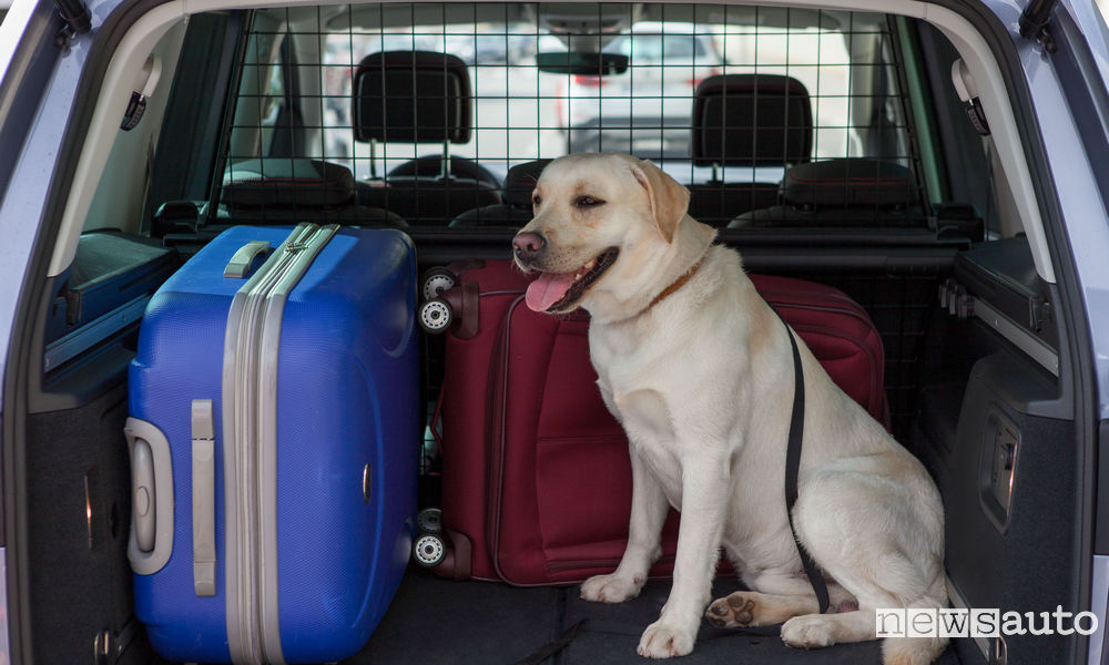 Come viaggiare in auto con il cane nel bagagliaio