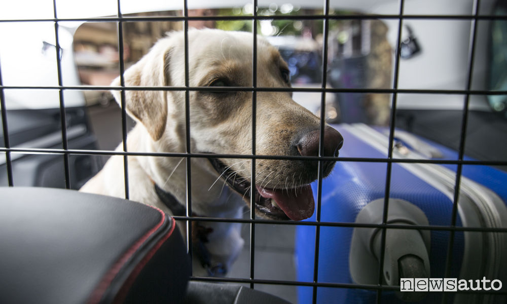 Rete divisoria in auto per il trasporto di cani