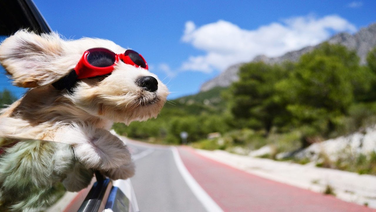 Dog Car Cane in auto