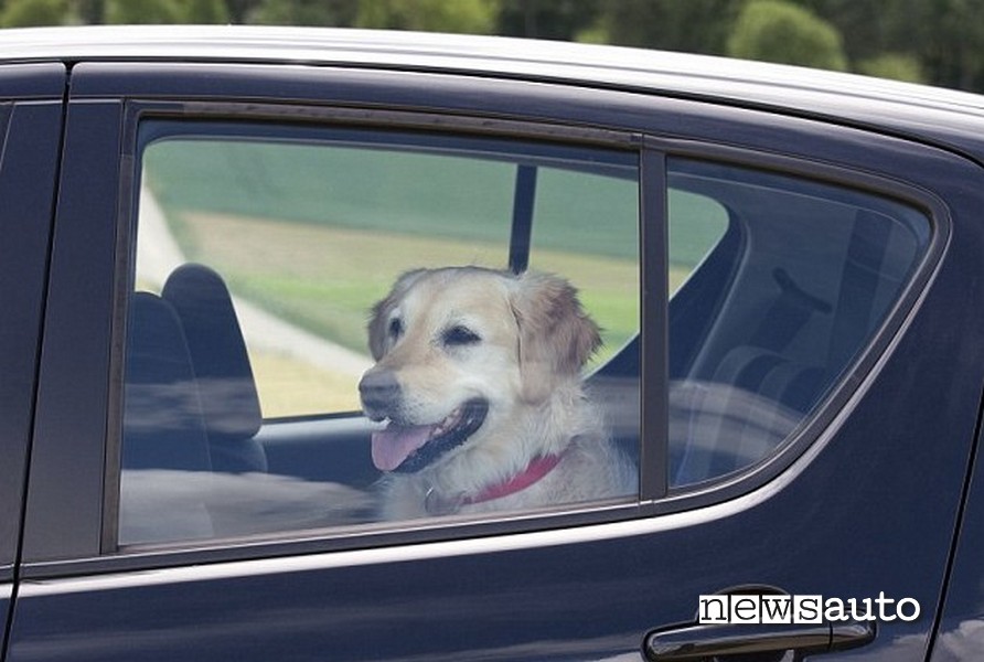 lasciare cane in auto caldo