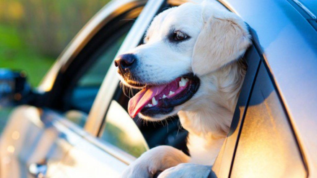Cane al finestrino dell'auto prende fresco