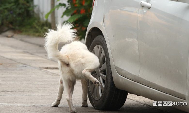 Pipì cane auto ruota