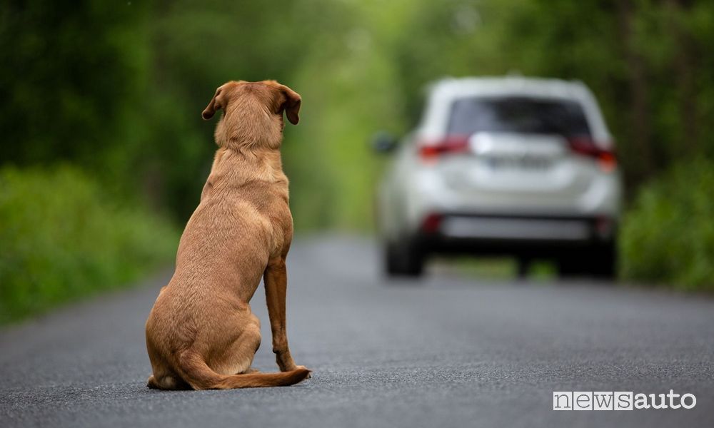 Cani abbandonati, che cosa dice la legge