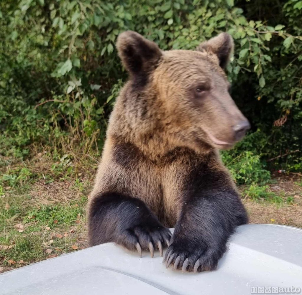 Orso bruno appoggiato sul cofano della Dacia Duster